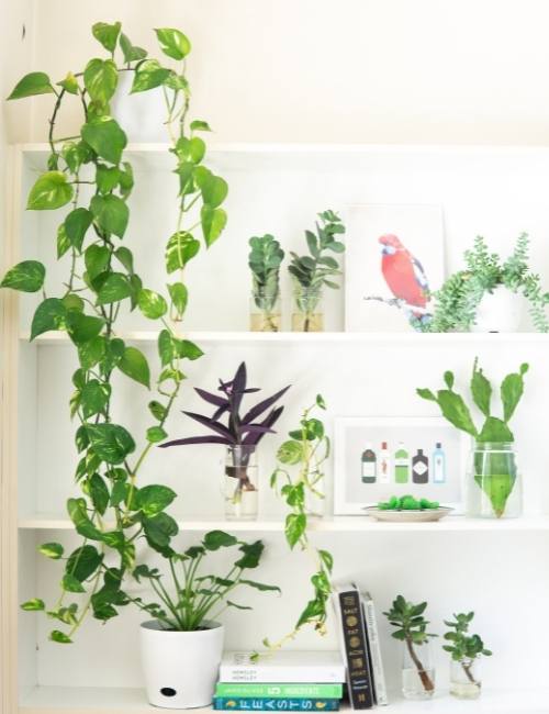 Money Plant Vastu Tips For Abundant Prosperity At Home | Beautiful Homes