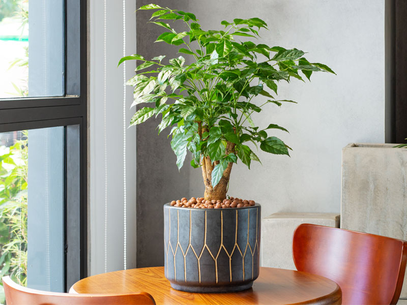 China Doll indoor plant – Beautiful Homes