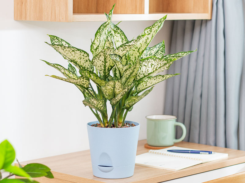 Chinese evergreen plant – Beautiful Homes
