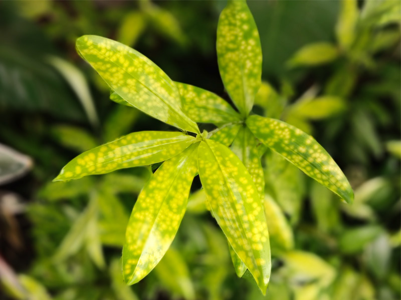 Milky Dew Dracena – Beautiful Homes