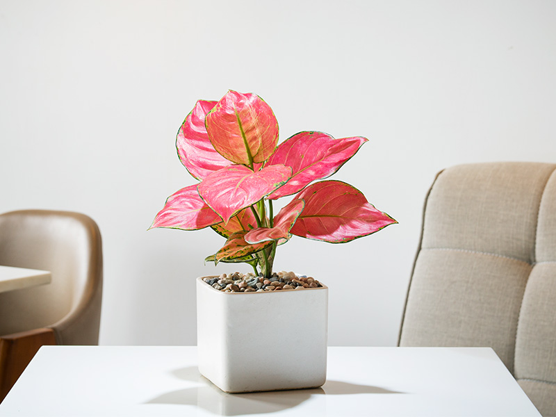 Pink aglaonema plant – Beautiful Homes