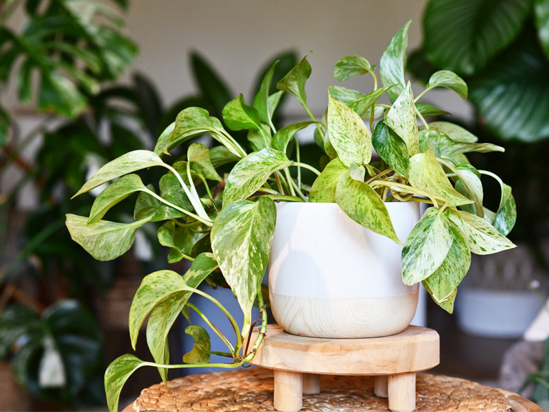 Pothos indoor plant – Beautiful Homes