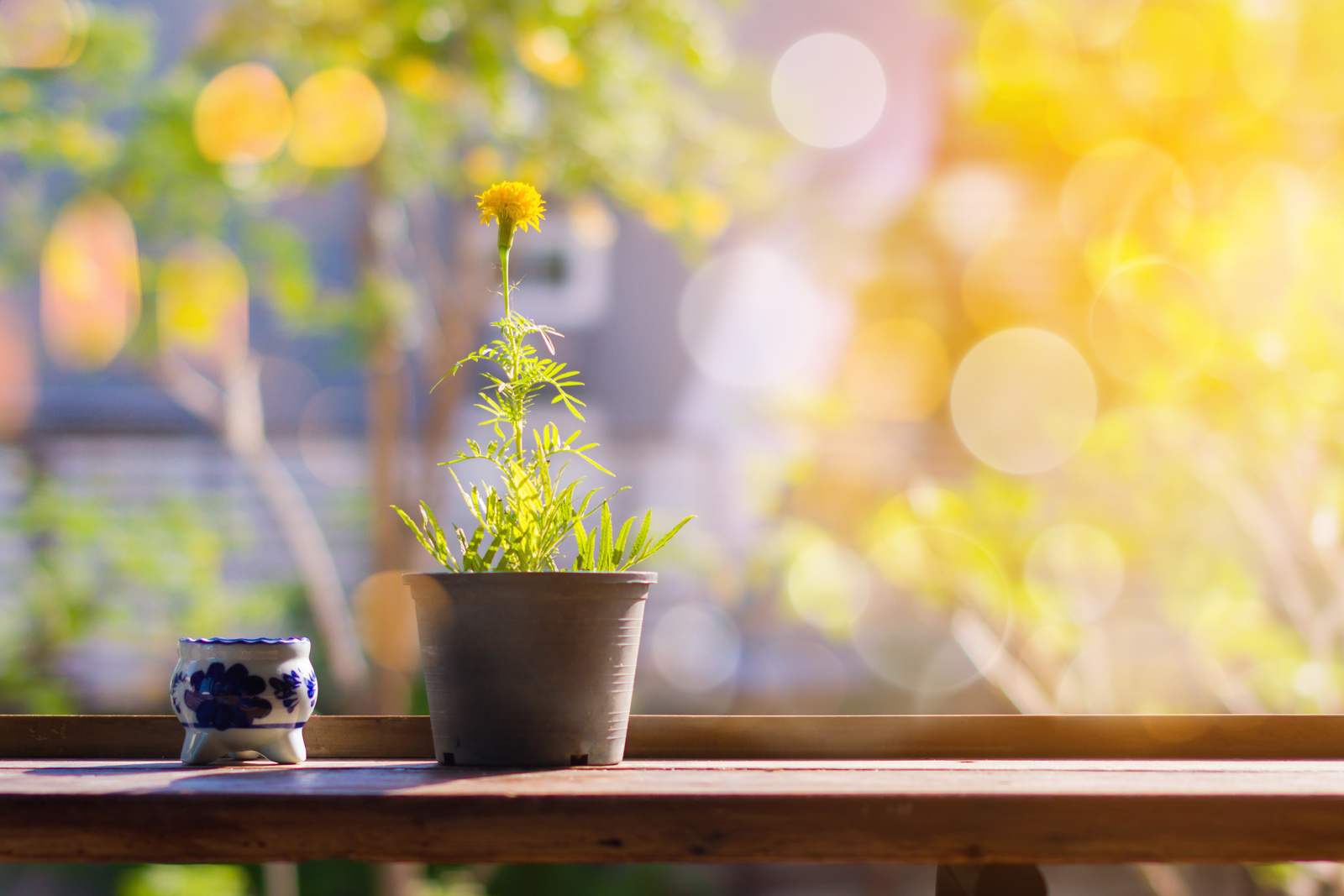 Bunch of bright yellow marigold flowers  for winter home décor - Beautiful Homes