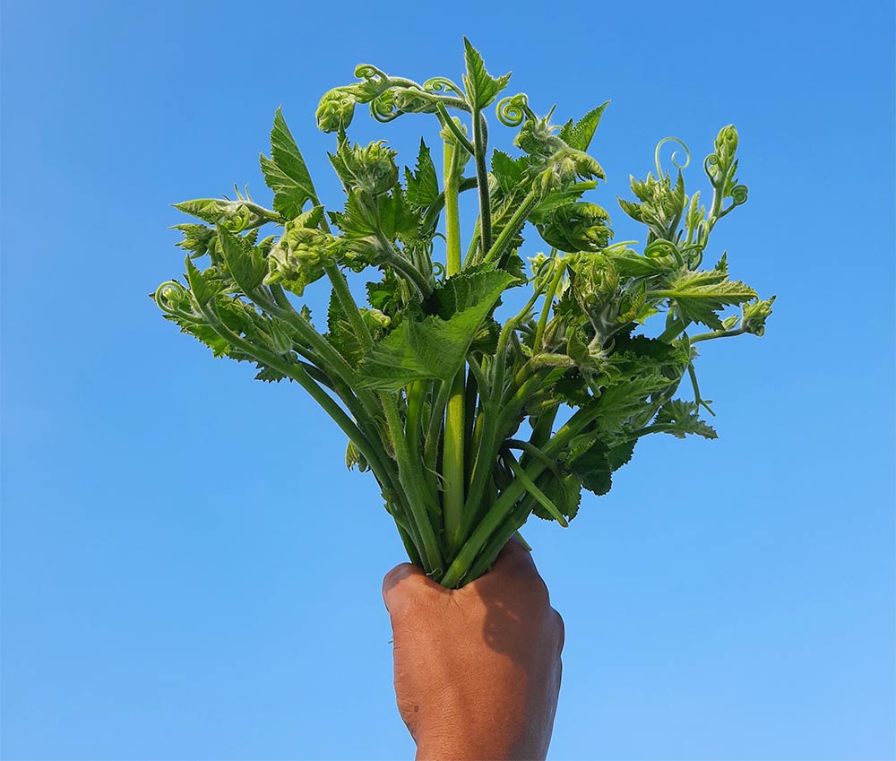 Fiddlehead Fern